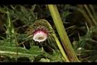 玉山薊-花09.JPG