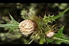 玉山薊-花15.JPG