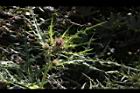 玉山薊-花25.JPG