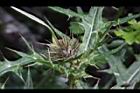 玉山薊-花苞00.JPG