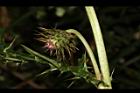 玉山薊-花苞04.JPG