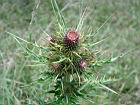 玉山薊-花苞09.JPG