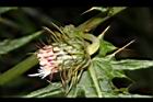 玉山薊-花苞片01.JPG