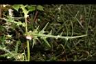 玉山薊-葉03.JPG