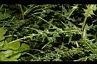 玉山薊-葉05.JPG