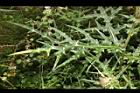 玉山薊-葉07.JPG