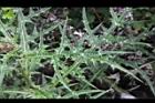 玉山薊-葉08.JPG