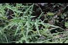 玉山薊-葉09.JPG