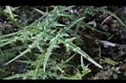 玉山薊-葉10.JPG