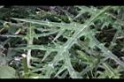 玉山薊-葉11.JPG