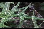 玉山薊-葉12.JPG