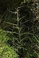 玉山薊04.JPG