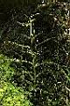 玉山薊05.JPG