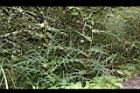 玉山薊13.JPG