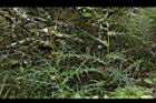 玉山薊14.JPG