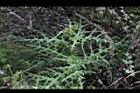 玉山薊19.JPG