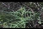 玉山薊20.JPG