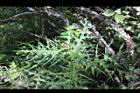 玉山薊26.JPG