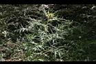 玉山薊30.JPG