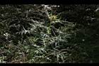玉山薊31.JPG