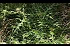 玉山薊32.JPG