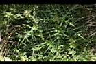 玉山薊33.JPG