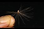 鱗毛薊-種子08.JPG