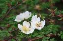 玉山薔薇-花00.jpg