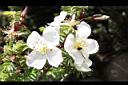 玉山薔薇-花01.jpg