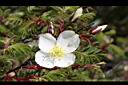 玉山薔薇-花02.jpg