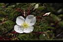玉山薔薇-花03.jpg