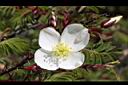 玉山薔薇-花04.jpg