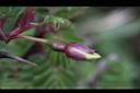 玉山薔薇-花苞00.jpg