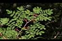 玉山薔薇-葉01.JPG