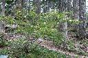 玉山薔薇00.jpg