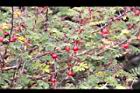 玉山薔薇-實04.jpg