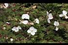 玉山薔薇-花06.jpg