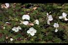 玉山薔薇-花09.jpg