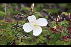 玉山薔薇-花20.jpg