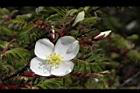 玉山薔薇-花25.jpg