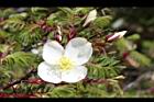 玉山薔薇-花26.jpg