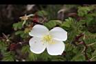 玉山薔薇-花31.jpg
