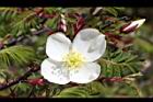 玉山薔薇-花33.jpg