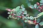 玉山薔薇-葉04.jpg