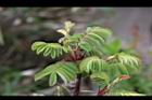 玉山薔薇-葉06.jpg