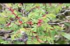 玉山薔薇-葉09.jpg