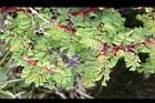 玉山薔薇-葉10.jpg