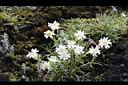 玉山蠅子草-花01.JPG
