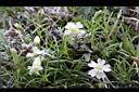 玉山蠅子草-花05.JPG
