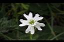 玉山蠅子草-花07.JPG